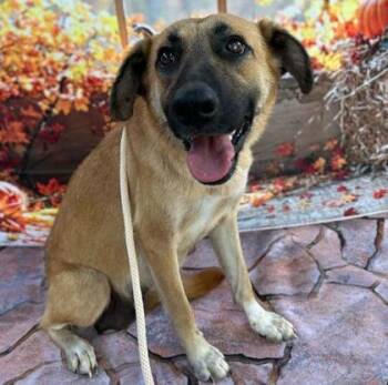 Rescue German Shepherd Dog and Mixed Breed Dogs for Adoption in Bryan, Texas - 59784438 | PetCurious