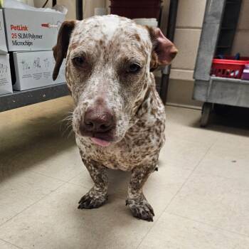SCFL-Stray-67079 -  Mixed Breed Dog for Adoption in Lake Panasoffkee, Florida - SCFL-Stray-67079 | PetCurious