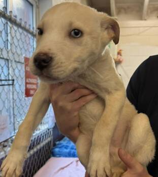 Siberian Husky Dogs Available for Adoption - Phantom | PetCurious