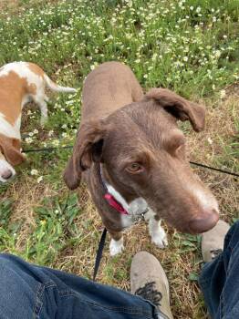 Rescue Aussiedoodle Dogs for Adoption in Moscow, Idaho - *COURTESY LISTING* Daisy | PetCurious