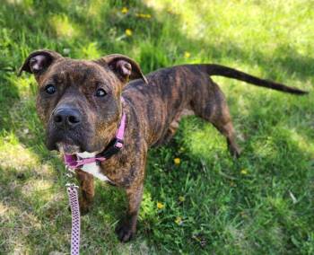 Pit Bull Terrier and Mixed Breed Dogs Available for Adoption in Minneapolis, Minnesota - CHOLULA | PetCurious