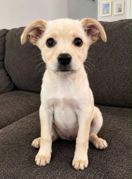Betty -  Collie and Shepherd Dog for Adoption in Boulder, Colorado - Betty | PetCurious