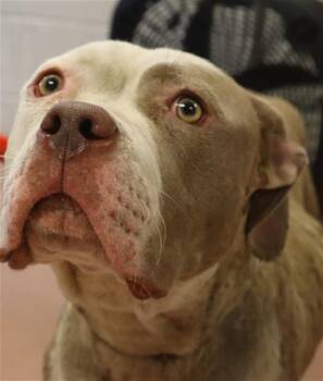 ANNABELLE -  Mixed Breed Dog for Adoption in Columbia, South Carolina - ANNABELLE | PetCurious