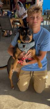 Black Labrador Retriever and Pit Bull Terrier Dogs Available for Adoption in Pearland, Texas - Bubbly Betsy | PetCurious
