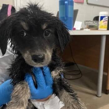 Trolli -  Golden Retriever and Australian Shepherd Dog for Adoption in Morton Grove, Illinois - Trolli | PetCurious