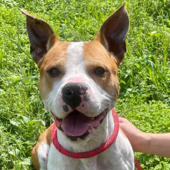 Uncle Rico KF -  Pit Bull Terrier and Boxer Dog for Adoption in Austin, Texas - Uncle Rico KF | PetCurious