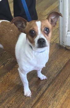 Rescue Jack Russell Terrier Dogs for Adoption in Columbia, Tennessee - Lola* | PetCurious