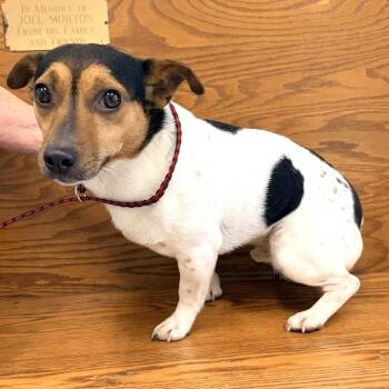 Bologna -  Jack Russell Terrier Dog for Adoption in Warrensburg, Missouri - Bologna | PetCurious
