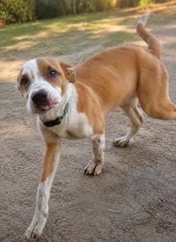 Reynolds -  Pit Bull Terrier and Mixed Breed Dog for Adoption in West Memphis, Arkansas - Reynolds | PetCurious