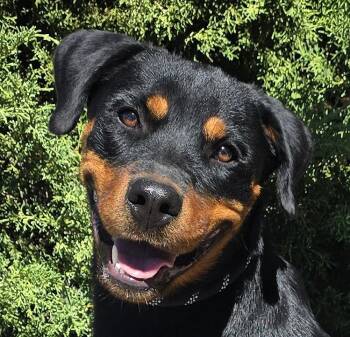 Kind Ms Kairi - Radiant Rottie -  Rottweiler Dog for Adoption in North Valley, New Mexico - Kind Ms Kairi - Radiant Rottie | PetCurious