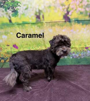 Cockapoo Dogs Available for Adoption in Urbana, Ohio - Caramel | PetCurious