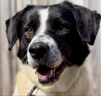 Great Pyrenees Dogs Available for Adoption - June | PetCurious