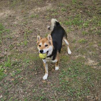 Maverick -  Shiba Inu Dog for Adoption in Raleigh, North Carolina - Maverick | PetCurious