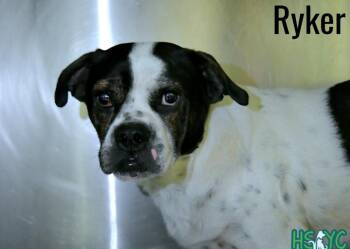 Mixed Breed Dogs Available for Adoption in Fort Mill, South Carolina - Ryker | PetCurious