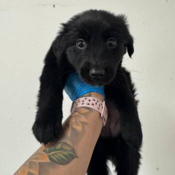 Shepherd Dogs Available for Adoption - Jocelyn | PetCurious