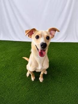 Belly -  Mixed Breed Dog for Adoption in Covington, Louisiana - Belly | PetCurious