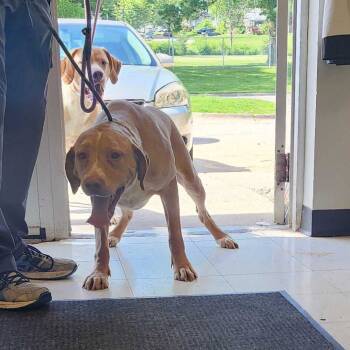 Rescue Mixed Breed Dogs for Adoption in Davenport, Iowa - Bay Bee | PetCurious