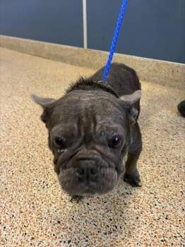 French Bulldog Dogs Available for Adoption in Doral, Florida - CHUKY | PetCurious
