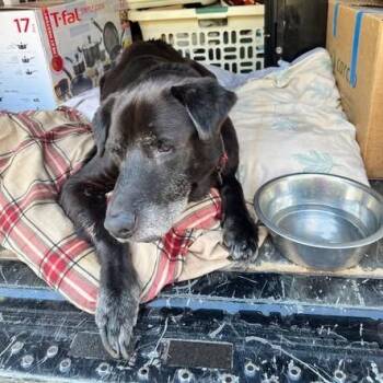 BooBoo Bear -  Black Labrador Retriever and Chow Chow Dog for Adoption in Tunkhannock, Pennsylvania - BooBoo Bear | PetCurious