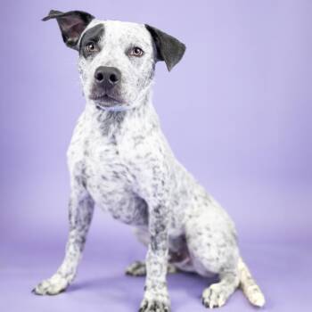 Bruno -  Cattle Dog Dog for Adoption in Portland, Oregon - Bruno | PetCurious