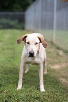 Sam -  Bluetick Coonhound Dog for Adoption - Sam | PetCurious