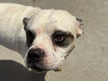 TRES -  Boxer and Mixed Breed Dog for Adoption in Tulsa, Oklahoma - TRES | PetCurious