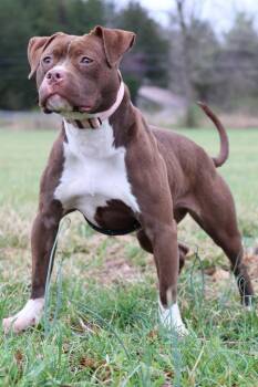 Mixed Breed Dogs Available for Adoption - Lilly | PetCurious