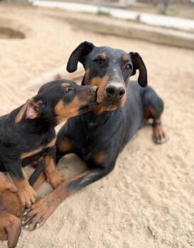 Doberman Pinscher Dogs Available for Adoption in Severance, Colorado - Collins | PetCurious