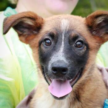 Mixed Breed Dogs Available for Adoption in Munster, Indiana - Pecan | PetCurious