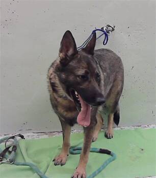 CIDER -  German Shepherd Dog and Mixed Breed Dog for Adoption in Houston, Texas - CIDER | PetCurious