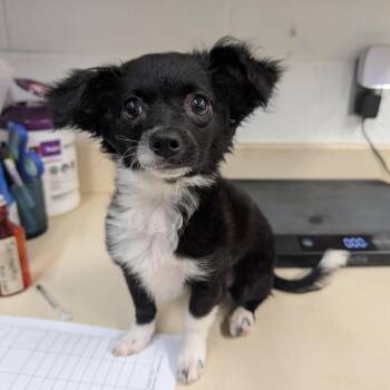Petunia -  Pomeranian and Chihuahua Dog for Adoption in Ardmore, Oklahoma - Petunia | PetCurious