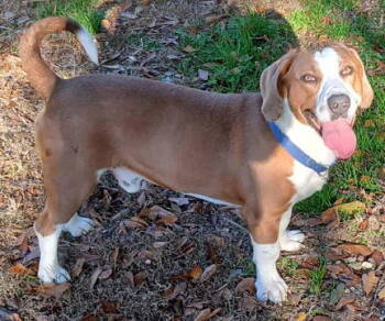 Rescue Basset Hound Dogs for Adoption in Hamilton, New Jersey - GEORGE | PetCurious
