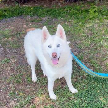 Embassy -  Siberian Husky Dog for Adoption in St. Louis, Missouri - Embassy | PetCurious