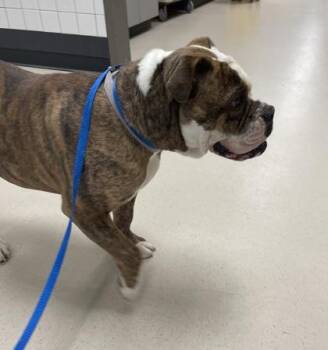 Riley -  English Bulldog and Mixed Breed Dog for Adoption in Fort Worth, Texas - Riley | PetCurious