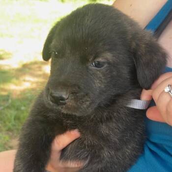 Dusk -  Great Pyrenees and German Shepherd Dog Dog for Adoption in Fairfax Station, Virginia - Dusk | PetCurious