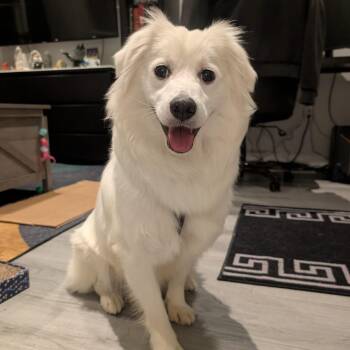 Cham -  Spitz Dog for Adoption in New York, New York - Cham | PetCurious