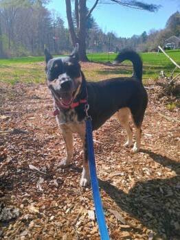 Iris (LOCATED AT BTDR HQ) -  Australian Cattle Dog Blue Heeler Dog for Adoption in Leverett, Massachusetts - Iris (LOCATED AT BTDR HQ) | PetCurious