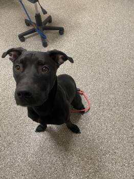 Bubba -  Pit Bull Terrier and Labrador Retriever Dog for Adoption in Vancouver, Washington - Bubba | PetCurious