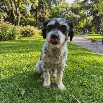 Schnauzer and Jack Russell Terrier Dogs Available for Adoption in San Diego, California - BRAULIO | PetCurious