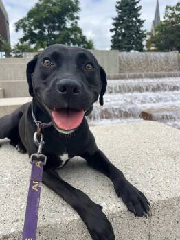 Rescue Black Labrador Retriever Dogs for Adoption in Sheboygan, Wisconsin - Georgia | PetCurious