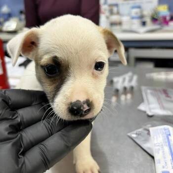 Rosita -  Mixed Breed Dog for Adoption in Wappingers Falls, New York - Rosita | PetCurious