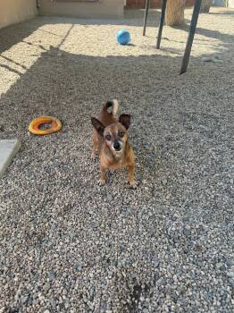 Nico -  Chihuahua Dog for Adoption in Laguna Beach, California - Nico | PetCurious