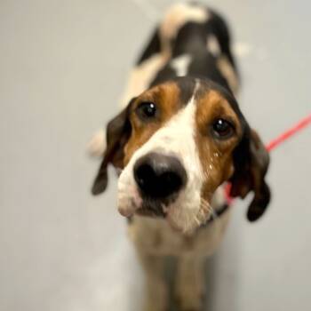 Rescue Mixed Breed Dogs for Adoption in Asheville, North Carolina - Jack O' Lantern | PetCurious