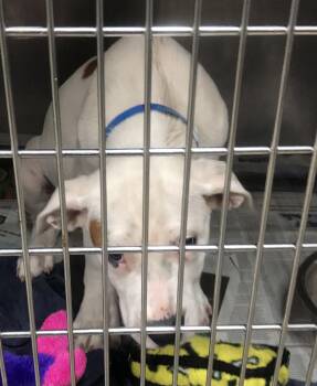 Mixed Breed Dogs Available for Adoption in Parma, Ohio - Kilo | PetCurious