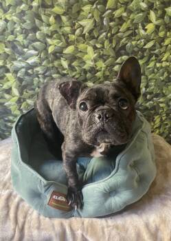 French Bulldog Dogs Available for Adoption - Ivie | PetCurious
