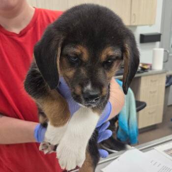 Mixed Breed Dogs Available for Adoption in Chattanooga, Tennessee - Daniel | PetCurious