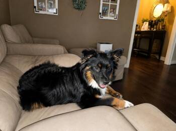 Kota -  Australian Shepherd Dog for Adoption in Mobile, Alabama - Kota | PetCurious