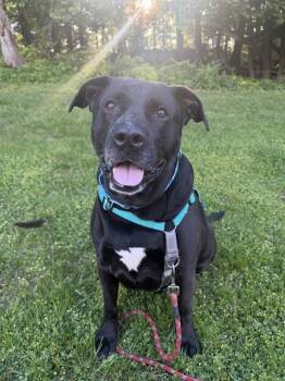 Labrador Retriever and Mixed Breed Dogs Available for Adoption in Dedham, Massachusetts - RUBY | PetCurious