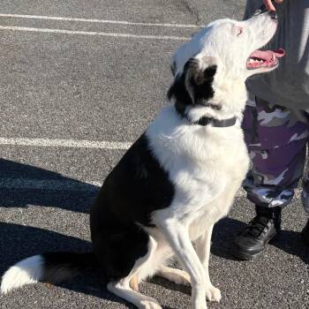 Ilsa -  Border Collie Dog for Adoption in East Hanover, New Jersey - Ilsa | PetCurious