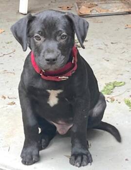 Zach -  Mixed Breed Dog for Adoption in Nantucket, Massachusetts - Zach | PetCurious